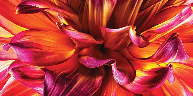 You Can Do It: Tips for Better Up-Close Flower Photography
