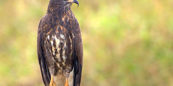 Photog Could Face Jailtime, $100,000 Fine For Disturbing Protected Bird Nests