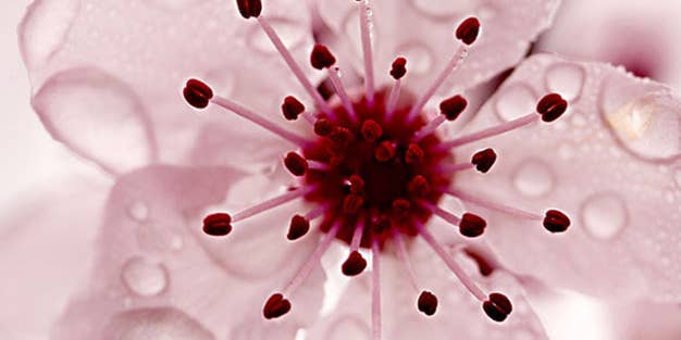 Tips From a Pro: Harold Davis on Getting Better Flower Photos